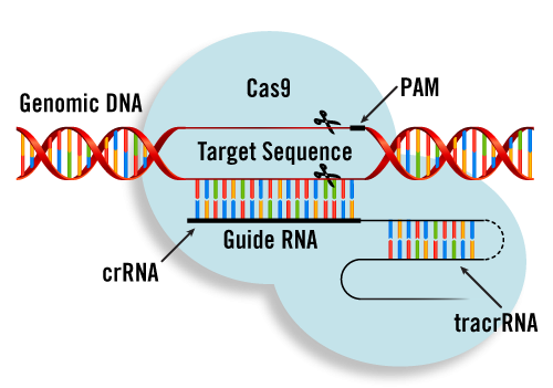 Prof.Dr. Haydar BAĞIŞ / Genom düzenleme ve CRISPR