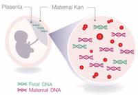 Panorama Test - Non İnvaziv Prenatal Test (NIPT) 