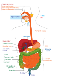 İnsanda Körelmiş 10 Organ 