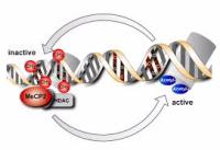 Etnisite Gibi Kültürel Farklılıklar, DNA Üzerinde  İz Bırakabilir