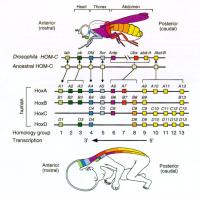 Homeobox Genleri Nelerdir......