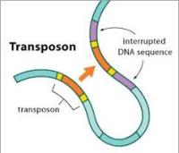 GENOMDAKİ TRANSPOZONLAR BENCİL PARAZİTLERMİ ?