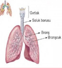 KANSERDE SIĞIR KIKIRDAĞI KULLANIMININ ÇOK ETİKİLİ OLDUĞU ORTAYA KONDU. 