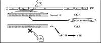 Pıhtılaşma Bozukluğunda Factor V Leiden (FVL) Trombofili Genetiğinin Rolü