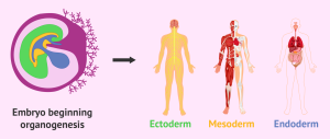 Organogenezde Genetik Düzenlemenin Rolü