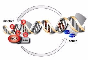 Etnisite Gibi Kültürel Farklılıklar, DNA Üzerinde İz Bırakabilir