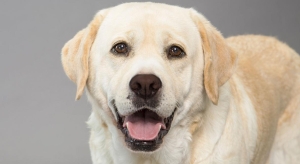 KÖPEKLER COVID-19 KOKLAYARAK TESPİT ETMEYE BAŞLADI
